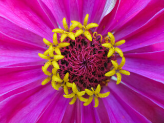 Obraz premium A close up macro image of a zinnia flower with vibrant colors