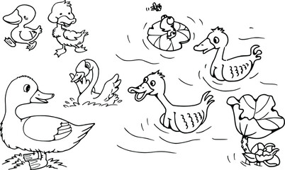 vector drawing cartoon ducks set