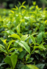 lush and green tea leaves