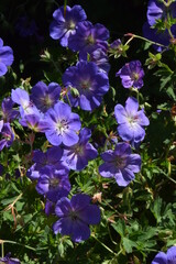 Blaue in der Mittagssonne leuchtende Sommerblumen