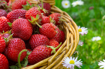 Rustic wicker basket with juicy ripe strawberries
