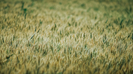 A agricultural field with beautiful wheat at sunny day.