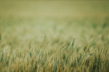 A agricultural field with beautiful wheat at sunny day.