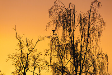 Obraz premium A bird is just landing in a birch tree during sunrise a winter morning.