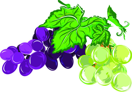 vector illustration of grapes with leaves