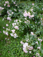 Branches of rose bushes on the grass