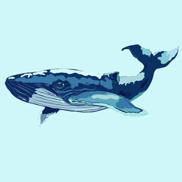 dolphin in the water