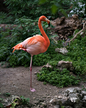 Flamingo Bird Stock Photos. Image. Portrait. Picture.  Flamingo bird close-up profile view standing on one leg with foliage background and rock foreground in its environment and habitat. 
