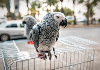 Portrait Of African Grey Parrot ( Psittacus Erithacus )