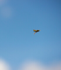 A flying wasp in the sunlight. Blue sky with clouds. Summer. Nature. Insects in the environment.