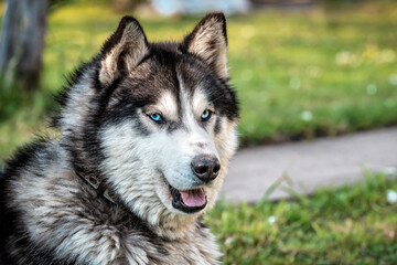 portrait of fluffy husky