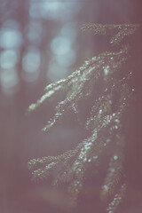 Obraz premium Sunlit spruce branches.