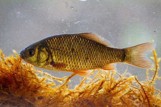 Young crucian carp, carassius carassius, swimming underwater among water vegetation from side view. Young shiny fish floating in river or pond in nature.