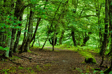 Forest Cantabria