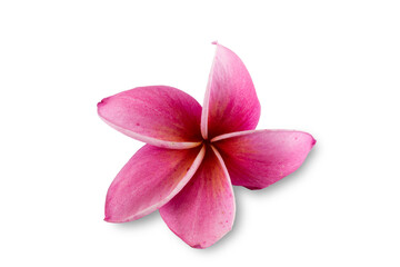Pink flower (Frangipani,Plumeria) bloom isolated on white background.