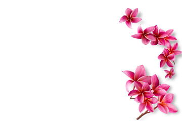 Group of pink flowers (Frangipani,Plumeria) bloom isolated on white background.