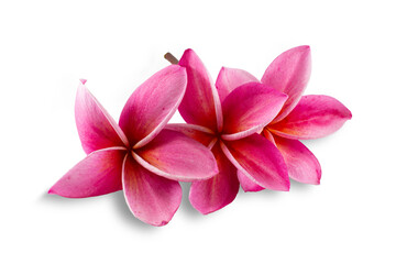 Group of pink flowers (Frangipani,Plumeria) bloom isolated on white background.