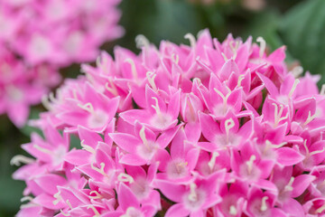 Pink colored flowers，Hydrangea macrophylla，Forever Summer，Endless Summer
