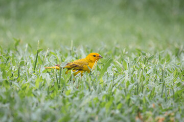 Male canario-da-terra eating seeds on the backyard. Yellow brasilian bird