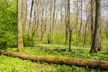 Naklejka premium View of the forest, fern and wood anemones blooming in spring, Ramsholmen island, Tammisaari, Finland