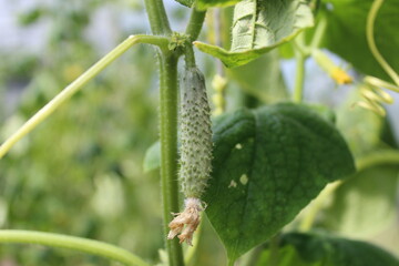 a young small cucumber grows on a branch in a greenhouse on the street in a garden plant growing gardening growing vegetables