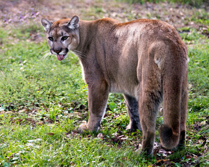 Panther Animal Photo. Picture. Image. Portrait. Close-up profile view. Foliage background. Open mouth with tongue. ©  Aline