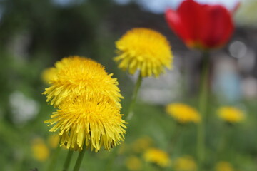 yellow dandelions in the grass