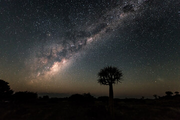 Obraz na płótnie Canvas Milky Way and a quiver tree