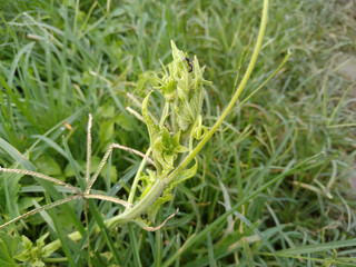 green grass in the wind
