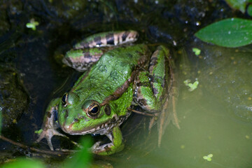 frog in the pond