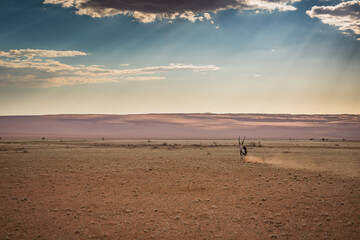 Fototapeta na wymiar Antelope running, sunset