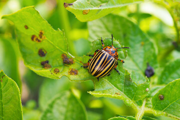 Colorado potato beetle on eaten away potato leaf. Close-up. A bright illustration on the theme of protecting this agricultural plant from bugs. Macro