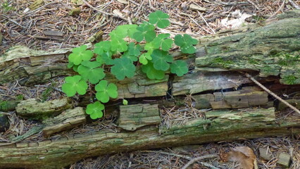 Glücksklee auf abgestorbenen Holz