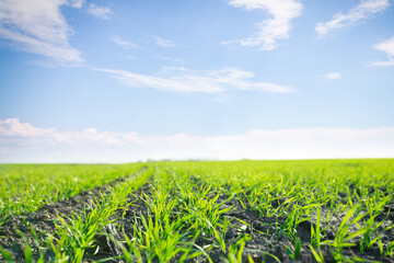 young sprouts of winter wheat against the blue sky with white clouds