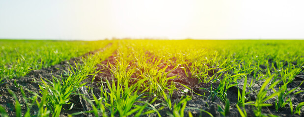 young sprouts of winter wheat against sunset © Maryna