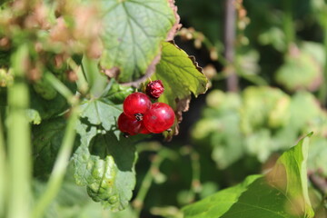 gardening red currant berries grow on a Bush with green leaves