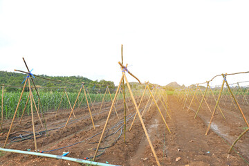 bamboo stick for agriculture ivy vegetable grow in farmland
