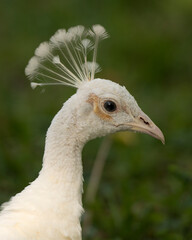 Peacock bird Stock Photos.  Peacock bird head close-up profile view. Peacock white colour bird. Portrait. Image. Picture.