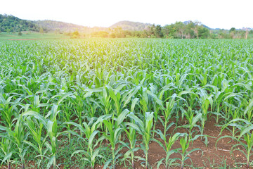 Young green corn field against sky with clouds background with sunlight through
