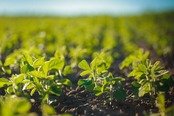 Glycine max, soybean, soya bean sprout growing soybeans on an industrial scale. Products for vegetarians. Agricultural soy plantation on sunny day. An untreated field with weeds.
