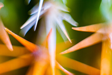 Colorful cactus needles close-up. Macro