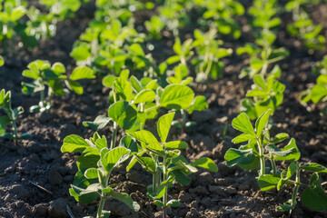 Glycine max, soybean, soya bean sprout growing soybeans on an industrial scale. Products for vegetarians. Agricultural soy plantation on sunny day. An untreated field with weeds.