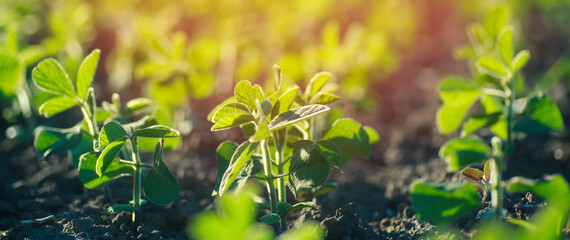 Glycine max, soybean, soya bean sprout growing soybeans on an industrial scale. Products for vegetarians. Agricultural soy plantation on sunny day. An untreated field with weeds.