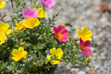 Fototapeta premium Common Purslane