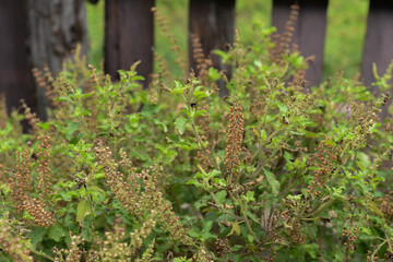 Holy basil plant in the garden.
