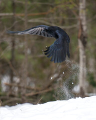 Raven bird Stock Photos.  Raven bird flying. Raven bird close-up profile view. Raven bird winter season.