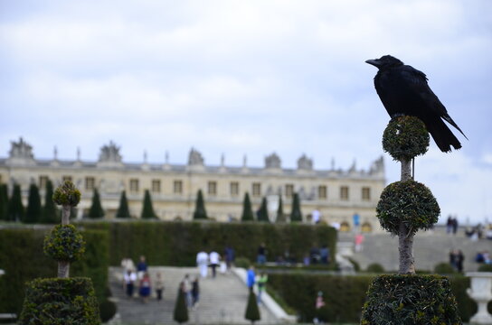 Corneille noire à Versailles