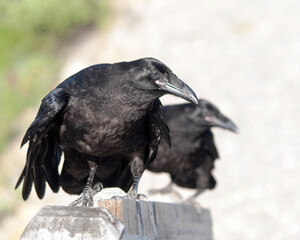 Raven bird Stock Photos.  Raven birds close-up profile view. Raven birds blur background.