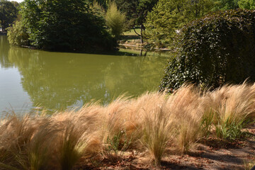 Gramin&eacute;es et lac du parc Montsouris &agrave; Paris, France