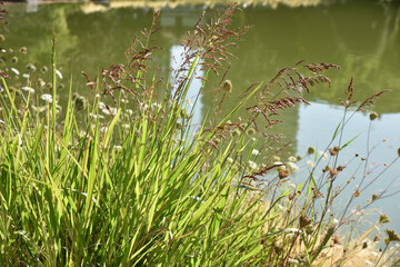 Graminées en été